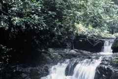 T-1998_AibonitoBarranquitasToroNegro01_JCveg