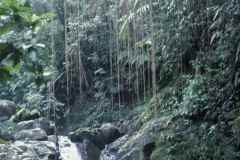 T-1998_AibonitoBarranquitasToroNegro02_JCveg