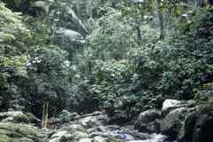 T-1998_AibonitoBarranquitasToroNegro03_JCveg