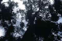 T-1998_AibonitoBarranquitasToroNegro04_JCveg